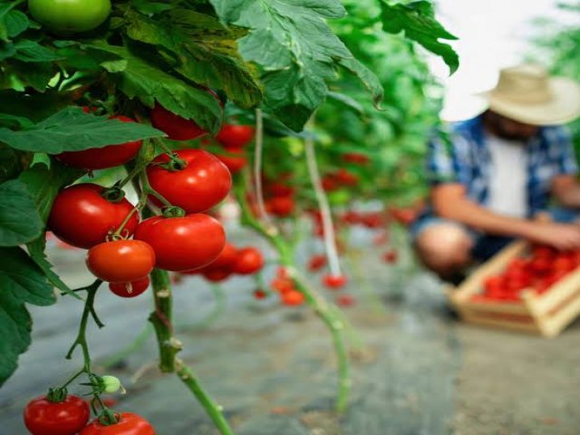 Oferta de tomate se reduz em dezembro