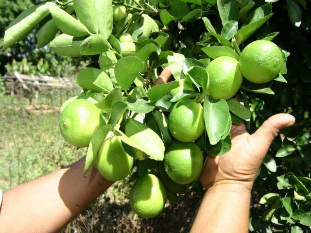 Em pico de safra, preo da tahiti cai com fora em SP