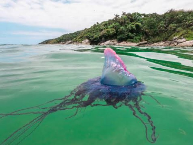 ALERTA: Caravelas portuguesas so avistadas no mar de Ilhabela e Praia Grande