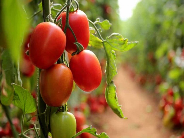 Preos em alta: chuvas e atrasos no ciclo do tomate