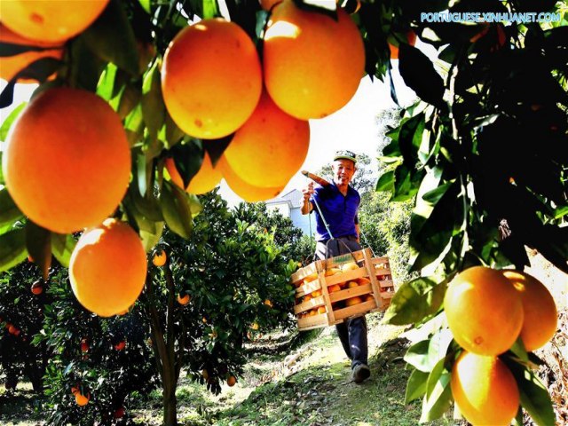 Chuvas seguem dificultando a colheita da laranja