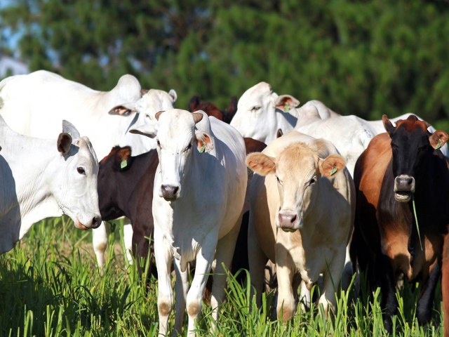 Exportao de carne bovina  suspensa aps caso de vaca louca