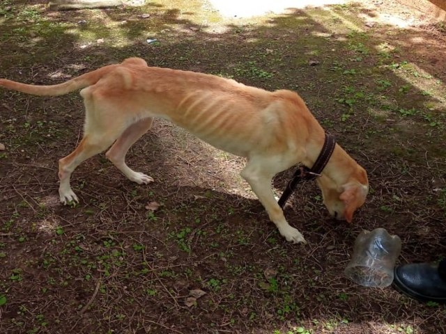 Pinda: Defesa Animal e CEPATAS participam de flagrante de maus tratos a animal no Pasin