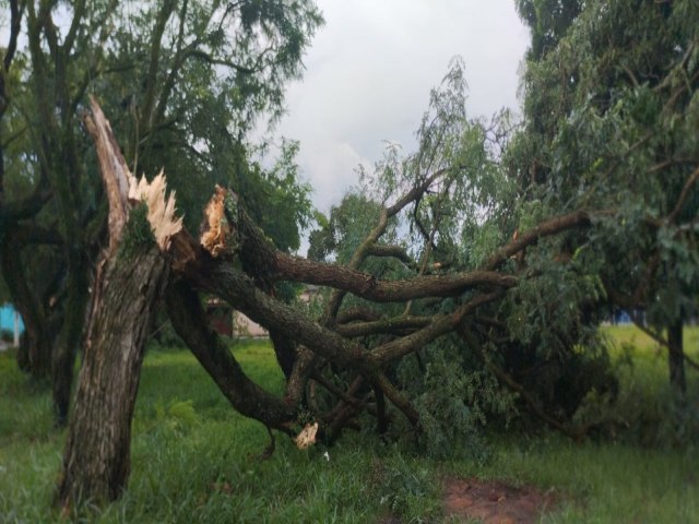 Forte chuva derruba rvores e destelha casas na regio do Feital, em Pindamonhangaba