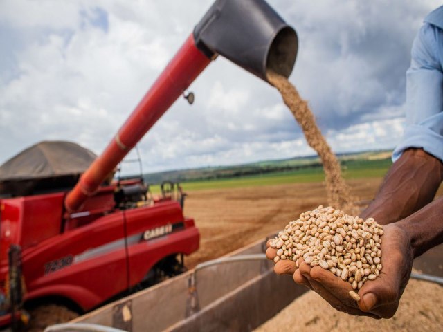 Aumento da temperatura vai afetar a produo de feijo no Brasil