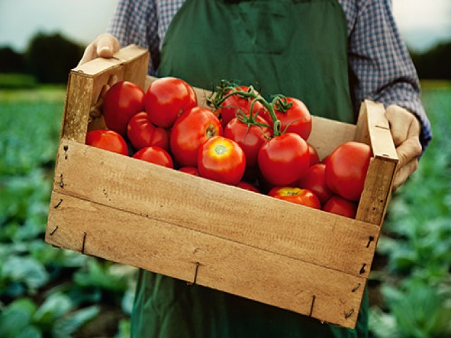 Preos do tomate esto elevados no atacado