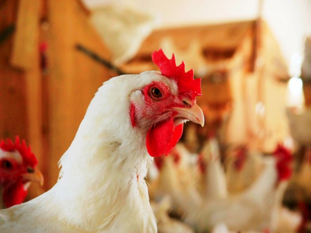 Frango na granja, congelado e resfriado em SP registram aumento nos preos nesta quarta-feira (3)