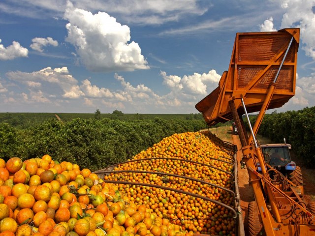 Menor preo da laranja desestimula vendas no mercado in natura