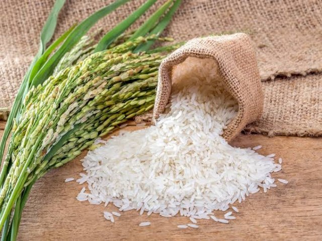 Qualidade da safra de arroz preocupa produtores