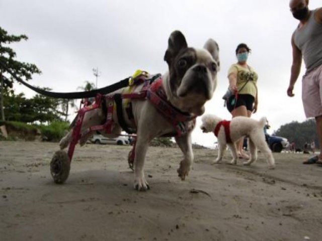 Prefeitura de So Sebastio aumenta para R$ 2 mil valor da multa para quem levar animais  praia