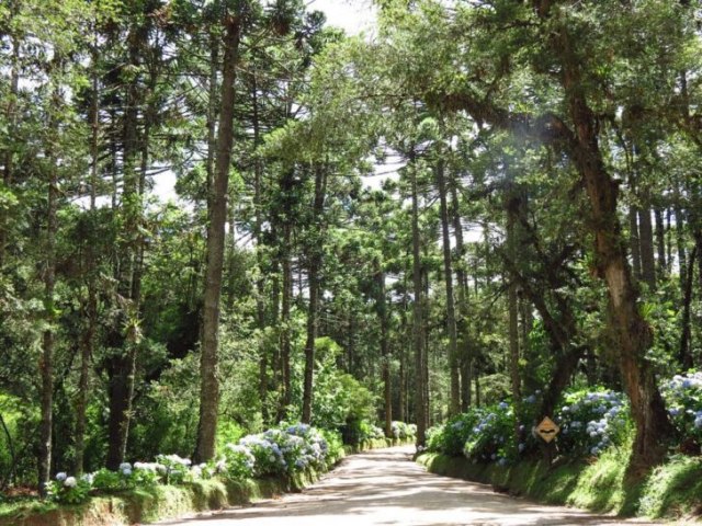 Por luto, Horto Florestal de Campos do Jordo no abre neste sbado (20)