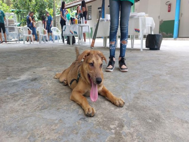 Inscries para castraes gratuitas de ces e gatos em Pinda comeam nessa quinta-feira