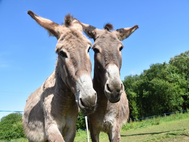 Pinda: Proprietrios de equdeos devem cadastrar animais at outubro