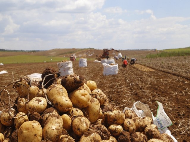 Com oferta estvel, preos da batata se mantm nos atacados