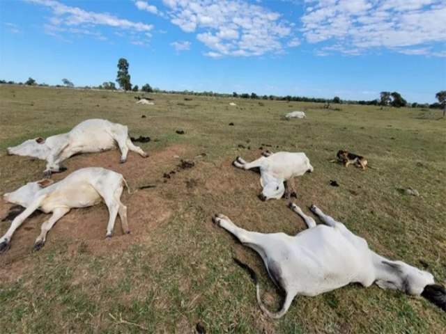 Frio intenso mata mais de mil cabeas de gado em MS