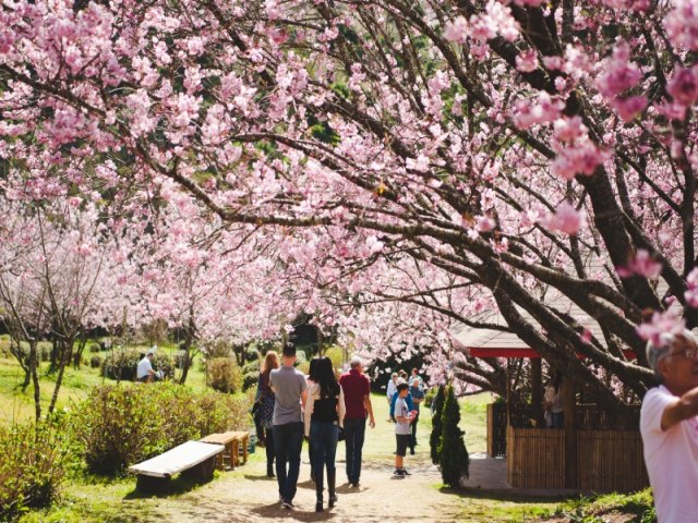 Festa da Cerejeira em Flor de Campos do Jordo retorna com toda sua beleza em sua 52 edio