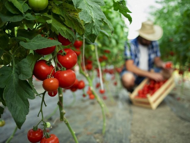 Preos do tomate registram queda nos preos