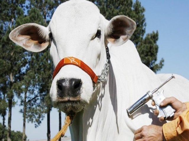 Trememb promove campanha de vacinao contra a febre aftosa e brucelose