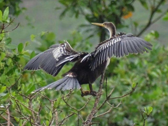 Governo de SP decreta por 180 dias emergncia zoosanitria, por causa da gripe aviria