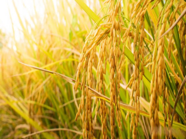 Chuvas excessivas prejudicam o cultivo de arroz