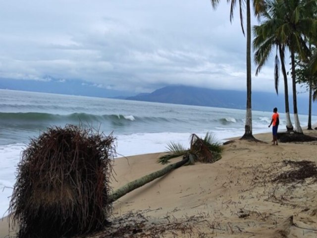 Ressaca derruba coqueiros na praia Martim de S em Caraguatatuba