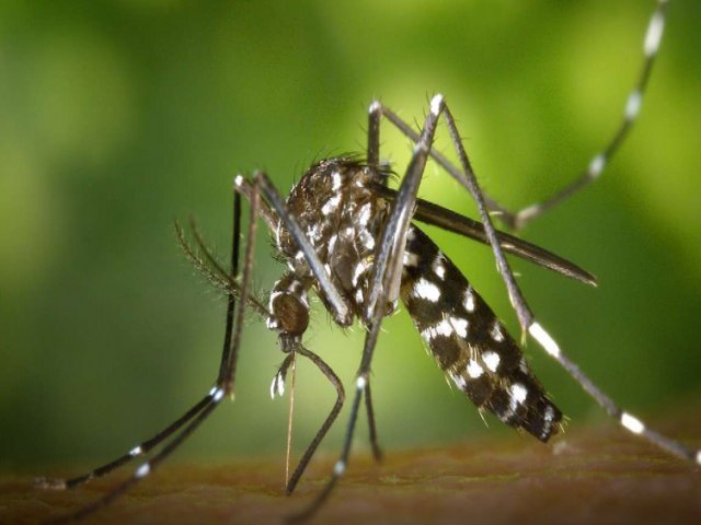 Caraguatatuba vistoria 3 mil imveis para acompanhar situao de dengue na cidade