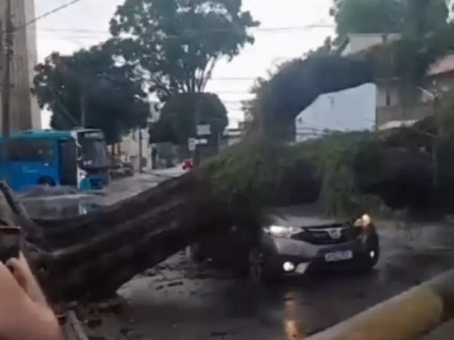 rvore cai em cima de dois carros no centro de So Jos dos Campos 