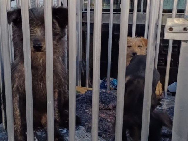 Pinda: Tutores perdem a guarda de animais e so multados por maus tratos no Jardim Eloyna