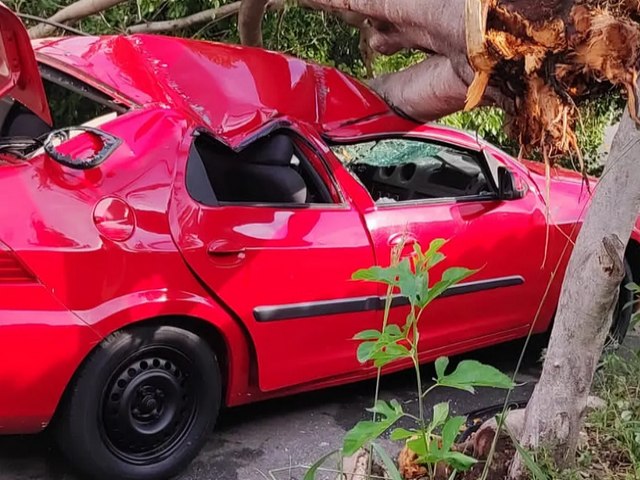 Tempestade com ventos fortes derruba rvores e outdoor em Taubat