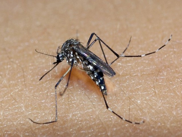 Dengue em SJC: casos sobem quase 700% e deixam cidade em alerta