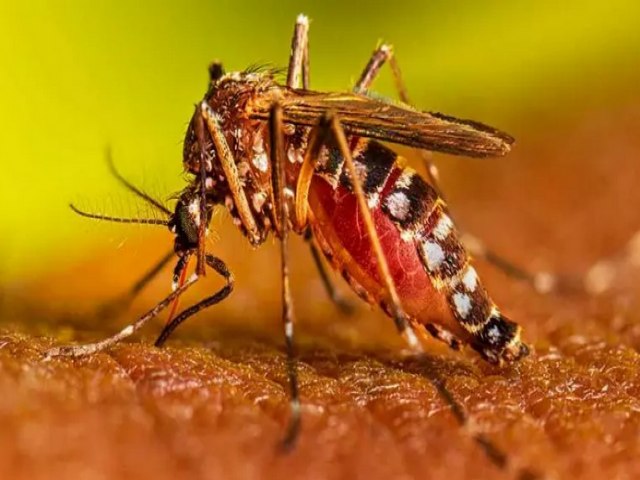 Taubat registra aumento de mais de 2.000% casos de dengue