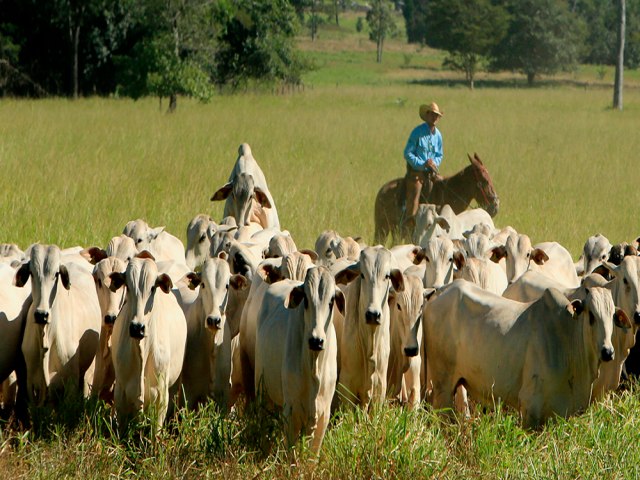 Prejuzo da pecuria quase chega a R$ 70 bilhes 