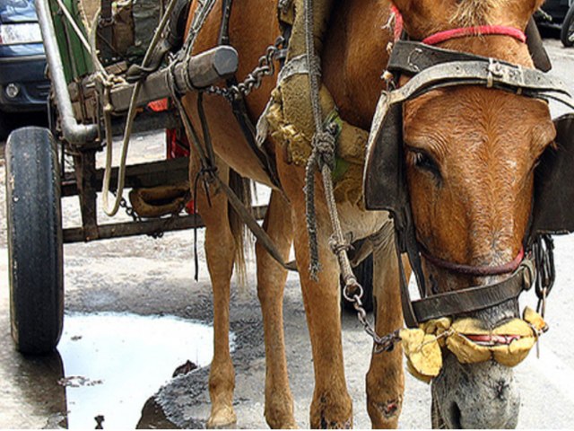 Taubat probe uso de carroas e charretes em medida para proteo animal