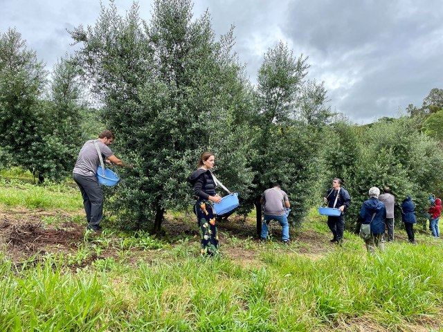 Produtores de azeite da Mantiqueira esto em plena colheita das azeitonas 