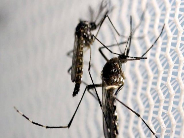 Brasil tem 114 mortes por dengue em 2024