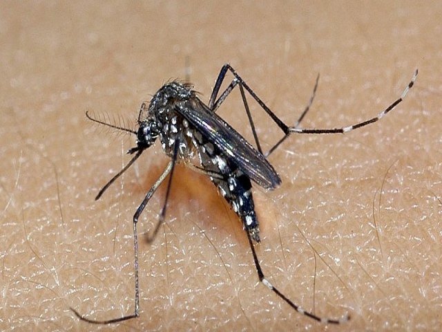 Taubat ultrapassa dois mil casos de dengue e investiga outras cinco mortes