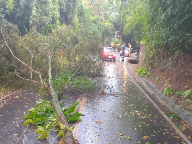 Queda de rvore interdita o trecho inicial da estrada de Pinda- Lagoinha 