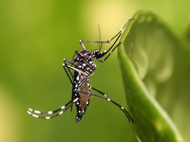 RMVale e Litoral Norte tm 43 mortes por dengue