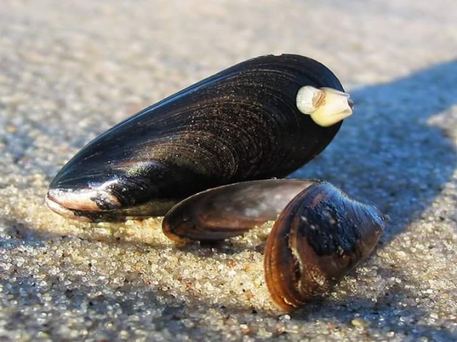 Micro Algas txicas so encontradas nas praias de So Sebastio