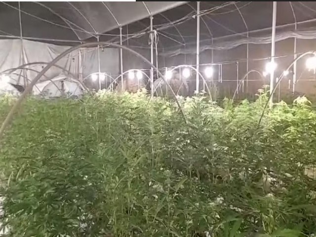 Polcia descobre fazenda em Jacare com 28 mil ps de maconha