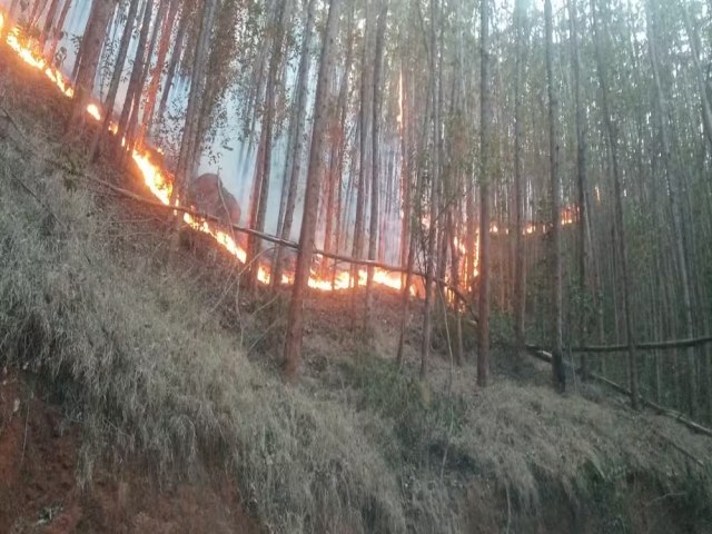 Incndio destri vegetao do Santurio Nacional de Aparecida