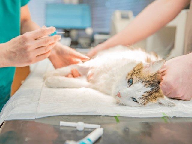 Pinda realiza inscrio para castrao de ces e gatos