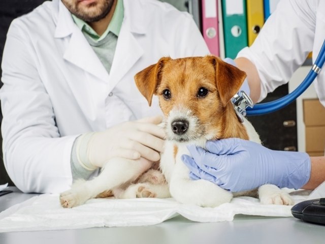 Seguem inscries para castrao de ces e gatos em Pinda