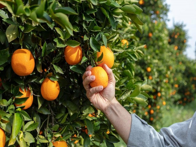 Com alta na laranja, acm e tomate, cesta sobe pela 2 vez