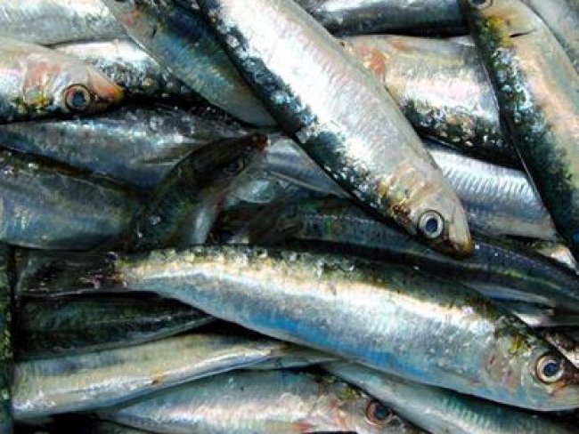 A partir de julho a Quota de sardinhas pode ser revista em Portugal