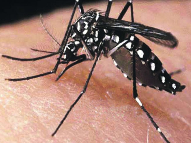 Mosquito da Dengue